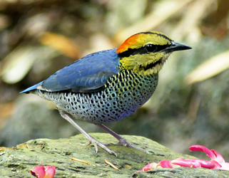 Blue Pitta