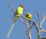 Grey-headed Parakeets