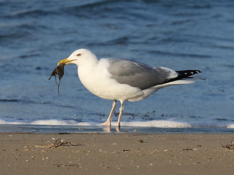 Request For Sightings Of Wing-tagged Mongolian Gulls