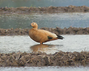 Ruddy Shelduck