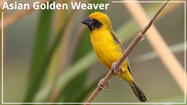Asian Golden Weaver nesting