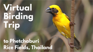 Birding at Phetchaburi Rice Fields