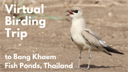 Virtual Birding Trip Bang Khaem Fishponds
