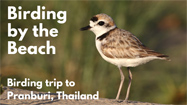 Birding at Pranburi Beach