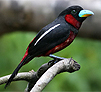 Black-and-red Broadbill