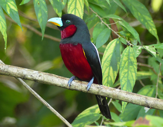 Black-and-red-broadbill