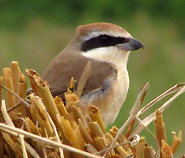 Brown Shrike