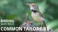 Common Tailorbird Call
