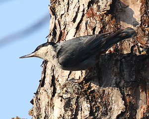 Giant Nuthatch