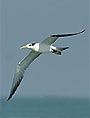 Greater Crested Tern