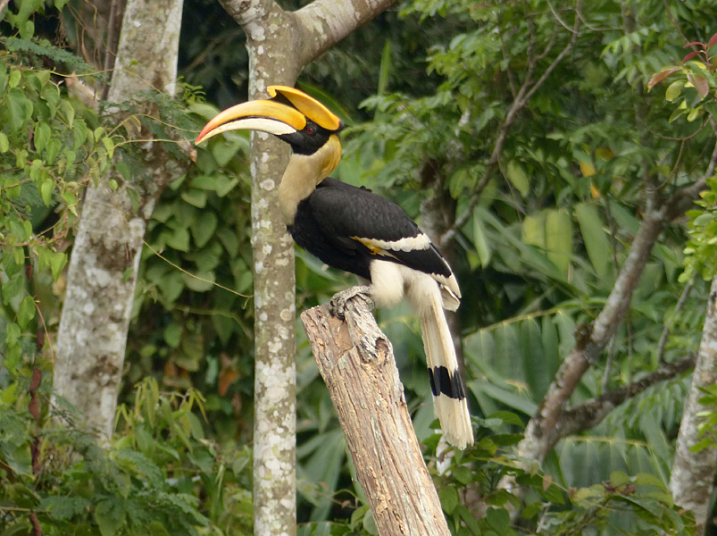 Aerial Casque Butting In Great Hornbills T R Shankar Raman