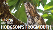 Hodgson's Frogmouth