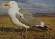Mongolian Gull