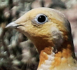 Pallas's Sandgrouse