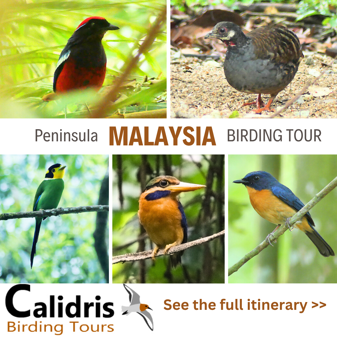 Peninsula Malaysia Birding Tour