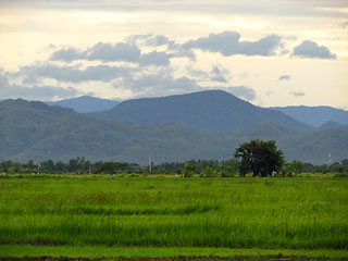 Petchaburi Rice Fields