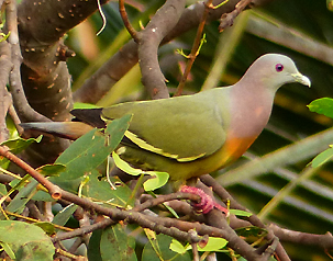 Pink-necked Green Pigeon