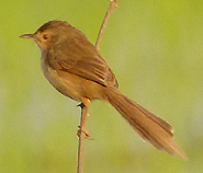 Plain Prinia