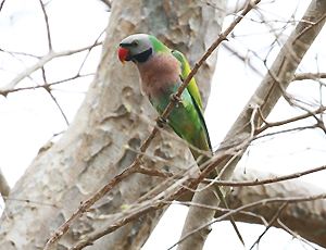 Red-breasted Parakeet