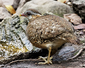 Scaly-breasted Partridge