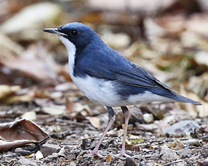 Siberian Blue Robin