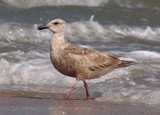 Slaty-backed Gull