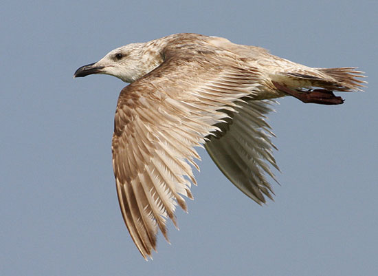 Slaty-backed Gull