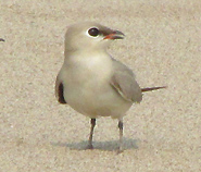 Small Pratincole