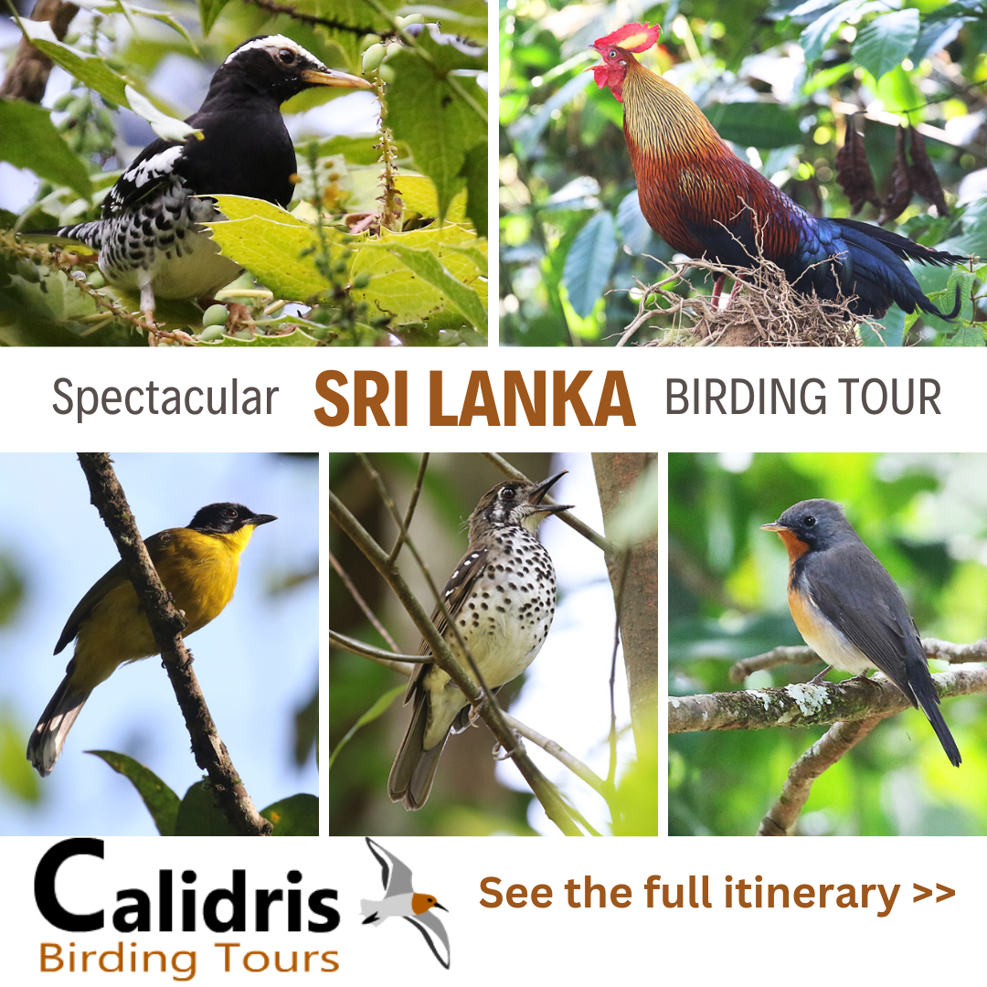 Sri Lanka Birding Tour