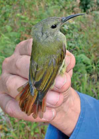 Fire-tailed Sunbird female