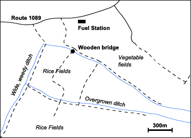 Thatorn Rice Fields