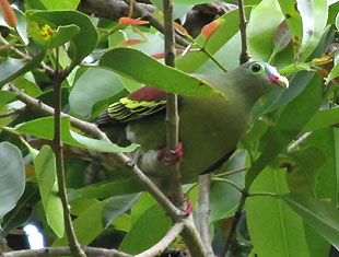 Thick-billed Green Pigeon