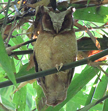 White-fronted Scops Owl