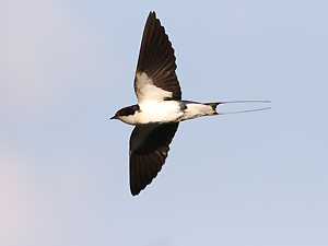 Wire-tailed Swallow