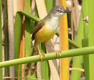 Yellow-bellied Prinia