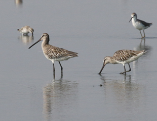 Asian Dowitchers