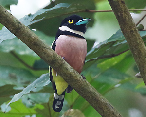 Black-and-yellow Broadbill