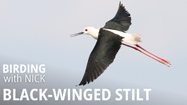 Black-winged Stilt