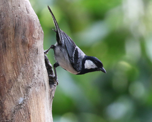 Cinereous Tit