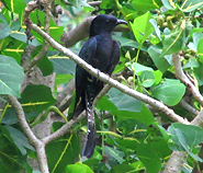 Kaeng Krachan National Park - Bird Watching in Thailand