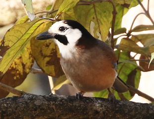 Eurasian (White-faced) Jay