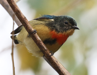 Fire-breasted Flowerpecker