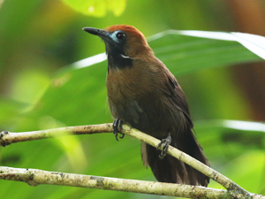 Fluffy-backed Tit Babbler