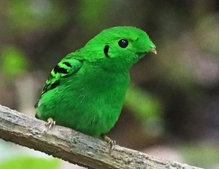 Green Broadbill