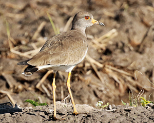 Grey-headed lapwing