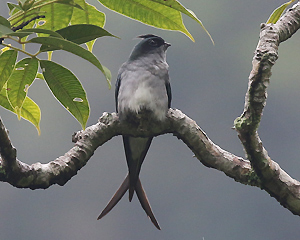 Grey-rumped Treeswift