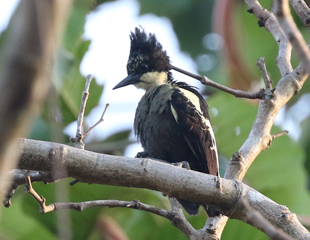 Heart-spotted Woodpecker