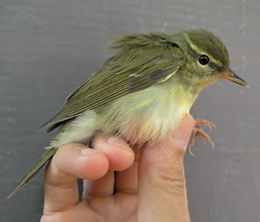 A record of Japanese Leaf Warbler Phylloscopus xanthodryas in Thailand ...