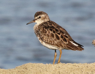 Long-toed Stint