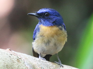 Malaysian Blue Flycatcher